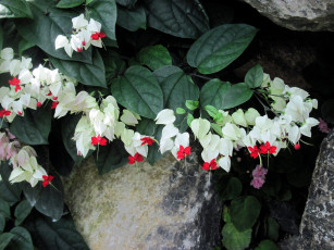 Картинка цветы клеродендрумы экзотика