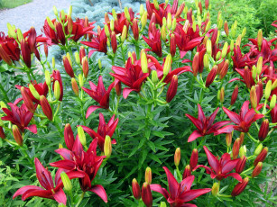 Картинка цветы лилии +лилейники бутоны