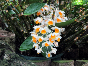 Картинка цветы орхидеи капли