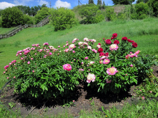 Картинка цветы пионы кусты