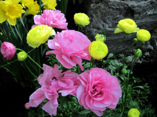 Картинка цветы ранункулюс+ азиатский+лютик розовый