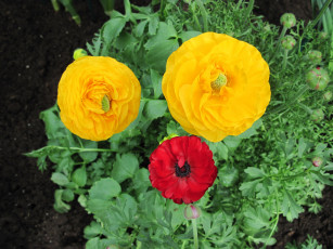 Картинка цветы ранункулюс+ азиатский+лютик трио