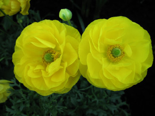 Картинка цветы ранункулюс+ азиатский+лютик желтый