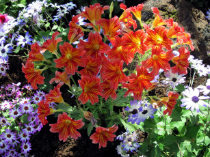 Картинка цветы разные+вместе сальпиглоссис