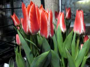 Картинка цветы тюльпаны бутоны