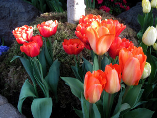 Картинка цветы тюльпаны бутоны