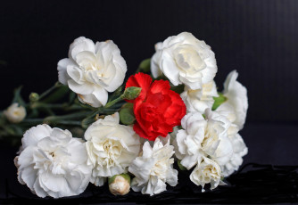 Картинка цветы гвоздики фон букет