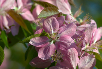 Картинка цветы цветущие+деревья+ +кустарники яблоня цветки цветение макро весна