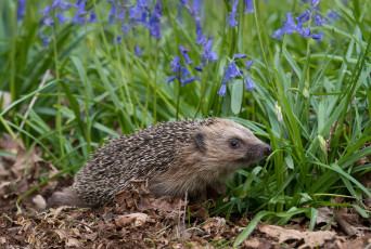 Картинка животные ежи колокольчики цветы ёж ёжик