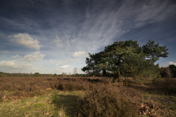 Картинка природа деревья дерево поле