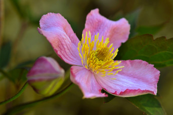 Картинка цветы клематис+ ломонос клематис лепестки бутон макро