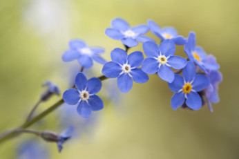 Картинка цветы незабудки боке макро