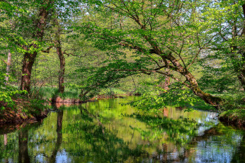 Картинка природа реки озера лес река