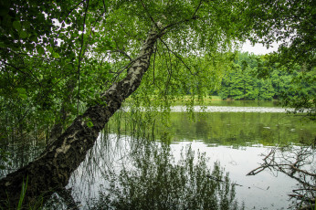 Картинка природа реки озера река лес