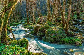 Картинка природа реки озера река лес