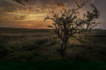 Картинка природа деревья закат