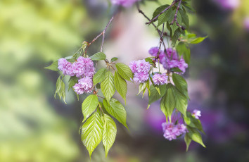 Картинка цветы сакура +вишня вишня ветки цветки листья цветение макро боке