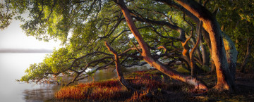 Картинка природа реки озера река лес