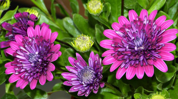 Картинка цветы остеоспермумы остеоспермум бутоны макро