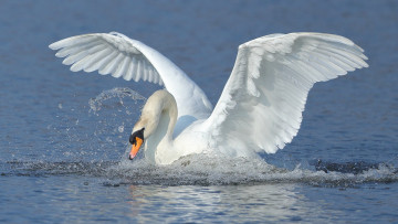 Картинка животные лебеди лебедь птица крылья взмах вода брызги