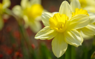 Картинка цветы нарциссы жёлтые лепестки макро боке