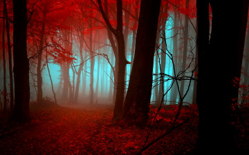 Картинка природа лес туман осень