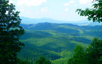 Картинка природа пейзажи лес облака