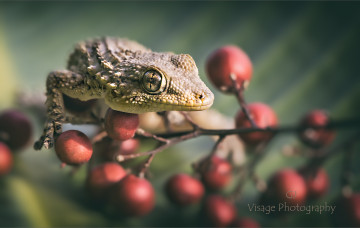 Картинка животные Ящерицы +игуаны +вараны ветка с ягодами геккон