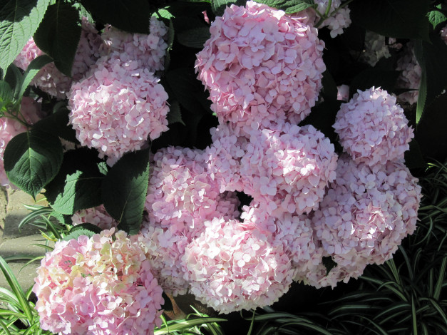 Обои картинки фото цветы, гортензия, розовый