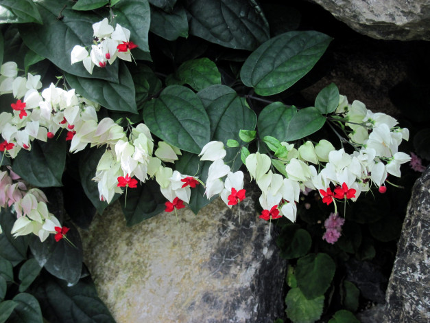 Обои картинки фото цветы, клеродендрумы, экзотика