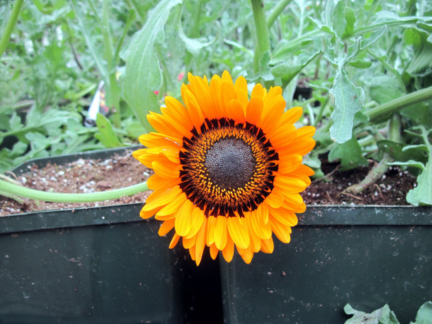 Обои картинки фото цветы, подсолнухи, солнечный