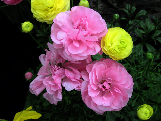 Обои картинки фото цветы, ранункулюс , азиатский лютик, розовый