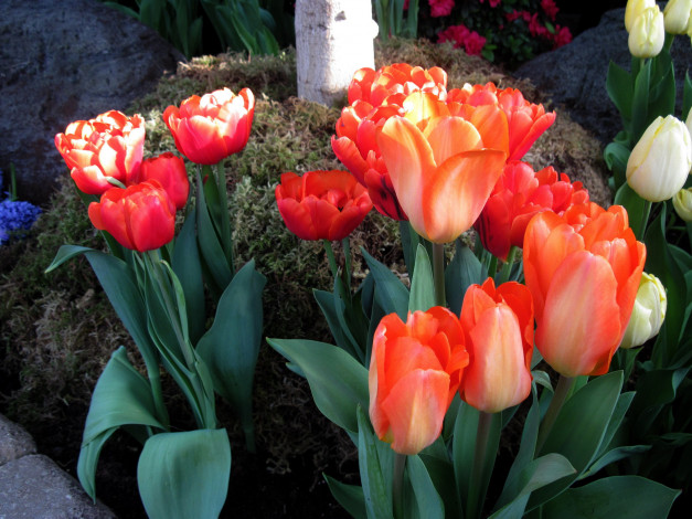 Обои картинки фото цветы, тюльпаны, бутоны