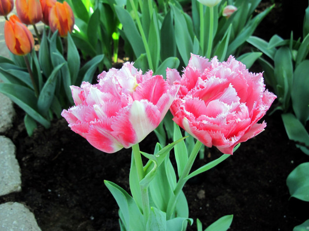 Обои картинки фото цветы, тюльпаны, дуэт