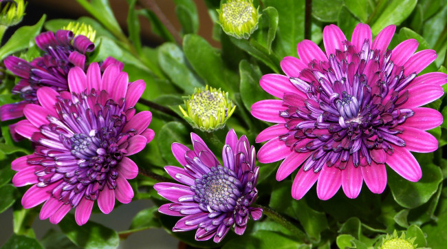 Обои картинки фото цветы, остеоспермумы, остеоспермум, бутоны, макро