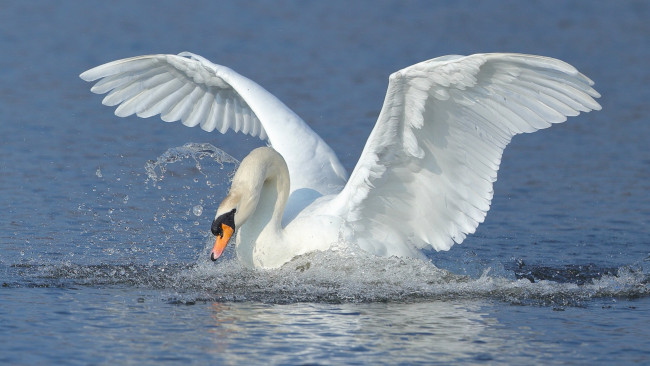 Обои картинки фото животные, лебеди, лебедь, птица, крылья, взмах, вода, брызги