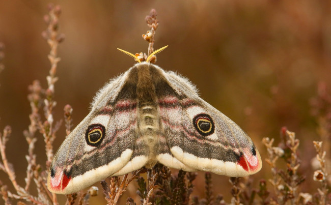 Обои картинки фото животные, бабочки,  мотыльки,  моли, павлиноглазка, бабочка, макро