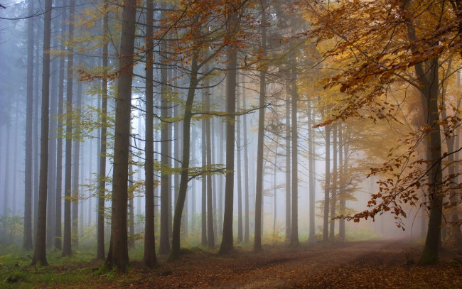 Обои картинки фото природа, лес, осень, туман