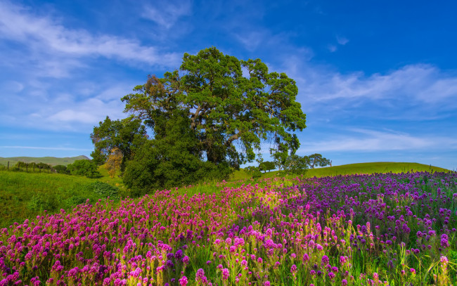 Обои картинки фото природа, луга, дуб, дерево, луг, цветы, кастиллея