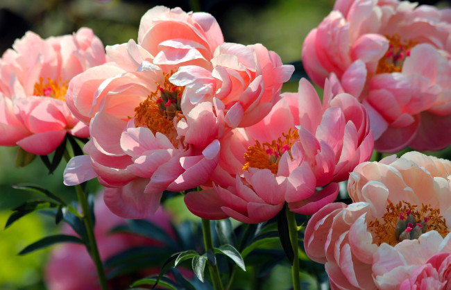 Обои картинки фото цветы, пионы, лепестки, макро