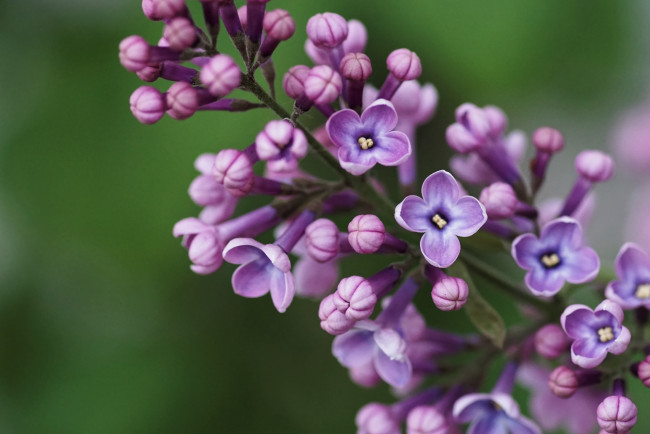 Обои картинки фото цветы, сирень, макро, соцветие