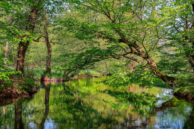 Обои картинки фото природа, реки, озера, лес, река