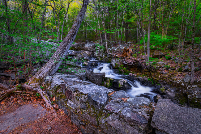 Обои картинки фото природа, реки, озера, река, лес