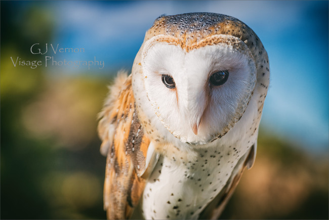 Обои картинки фото животные, совы, птица, сова