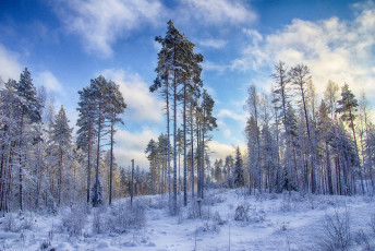 Картинка природа зима снег