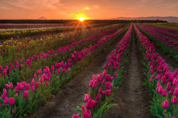 Картинка природа поля рассвет