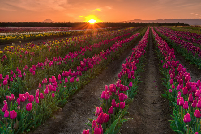 Обои картинки фото природа, поля, рассвет