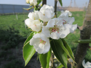 Картинка цветы цветущие+деревья+ +кустарники весна 2018