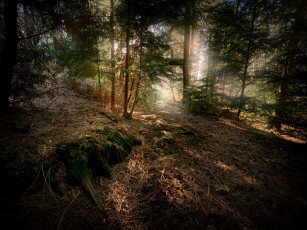 Картинка природа лес простор