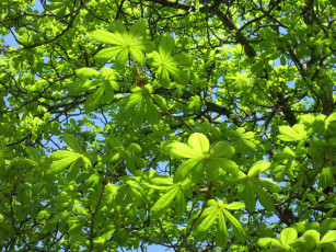 Картинка природа листья весна 2018